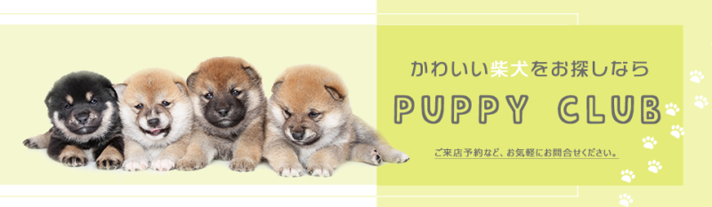 柴犬専門のペットショップ
かわいい柴犬の子犬に目が行くシンプルなデザイン