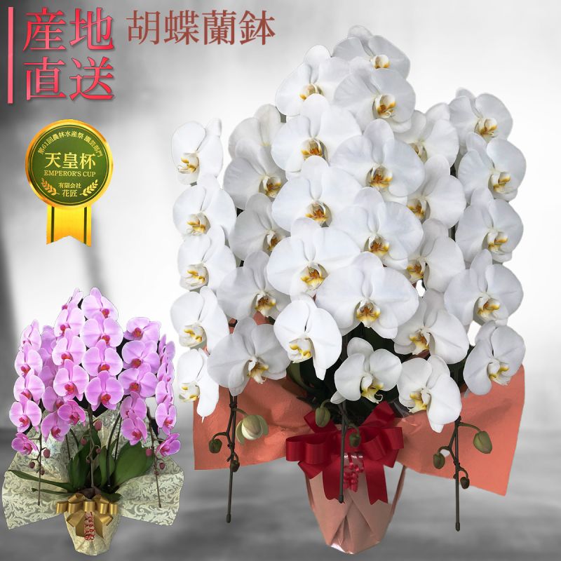 胡蝶蘭　ECサイト用商品画像です。